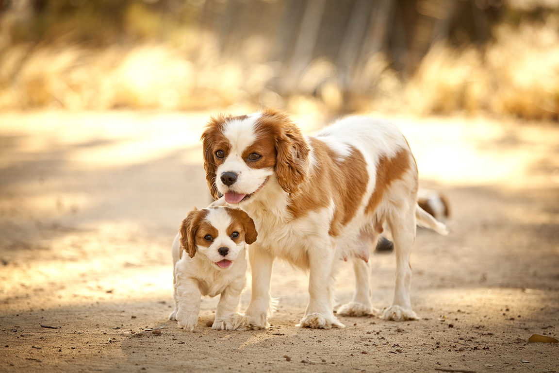 charles cavalier puppies for sale